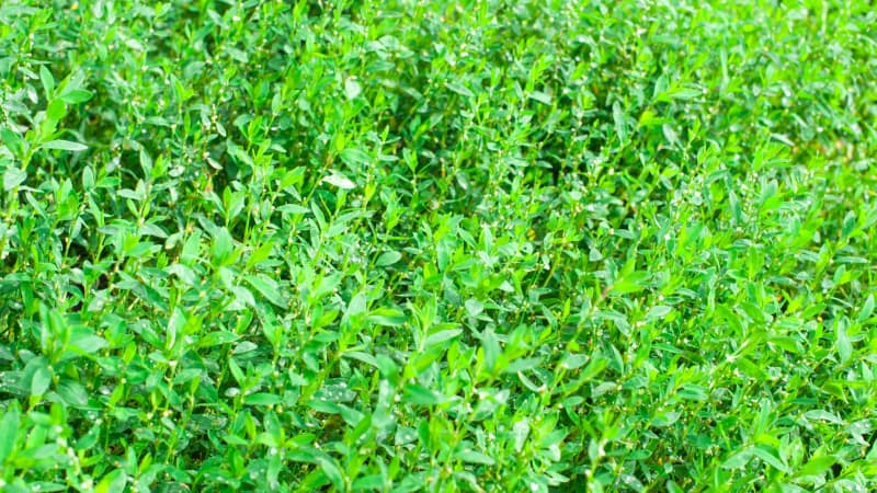 What bird's eye knotweed looks like